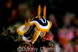a rearing nudi in Anilao, Batangas, Philippines by Danny Ocampo 
